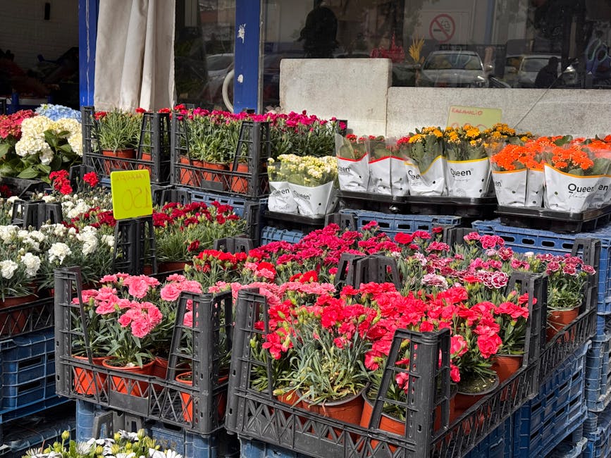 Outside flower market displaying an assortment of potted carnations in pink, red, white, and orange, arranged in black plastic crates on blue pallets. The vibrant, fresh flowers have lush green foliag