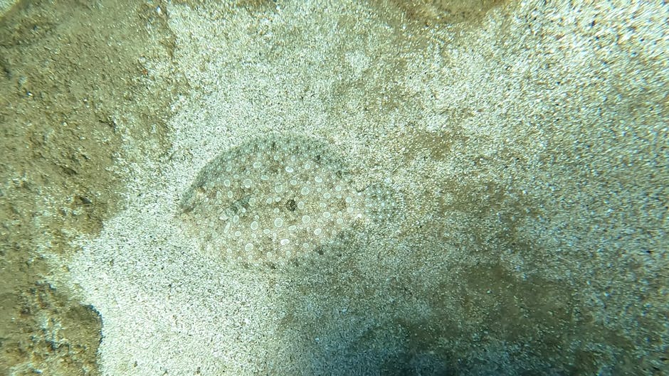 A close-up underwater photograph featuring a sandy seabed with a circular pattern of small coral formations and tiny marine life scattered across the surface. The sand appears light beige with subtle 