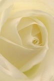 The heart of this cream-white rose feels as inviting as an old friend in Cranford, its petals unfurling in gentle, spiralling waves that beckon you closer. The soft, delicate edges and subtle interplay of ivory and cream tones are quietly illuminated by natural light, gifting each fold a gentle shadow that suggests depth and hidden stories. There's a sense of peace that radiates from the image-much like the calm that settles along the streets of Cranford in the early morning. This rose embodies a kind of purity and reverence, perfect for conveying sympathy, expressing admiration, or celebrating new chapters in Cranford's rich tapestry. The imagined scent is faintly sweet and comforting, a gentle presence in any home or gathering. This close view reveals the rose's extraordinary craftsmanship and the careful eye of Cranford Florist, dedicated to capturing the real, heartfelt emotions that connect neighbours and families throughout the area.